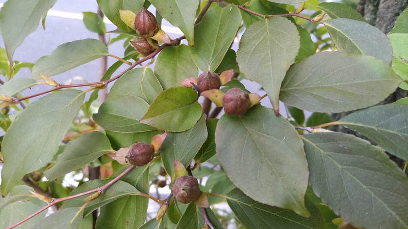ヒメシャラの果実 横浜市旭区中沢町