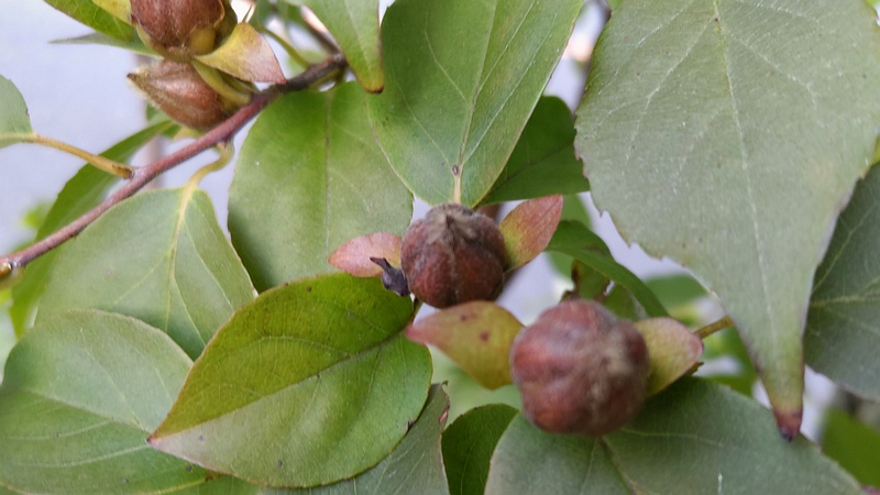 ヒメシャラの果実 横浜市旭区中沢町