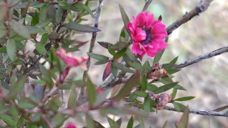 ギョリュウバイの花 横浜市旭区中尾町