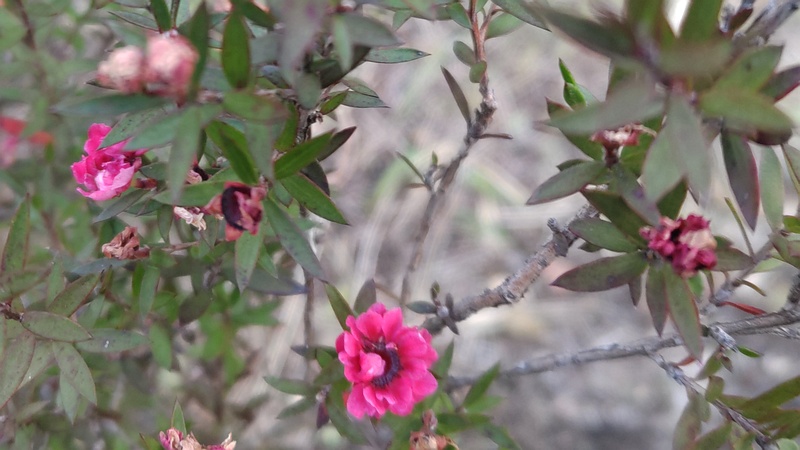 ギョリュウバイの花 横浜市旭区中尾町