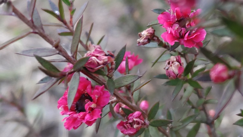 ギョリュウバイの花 横浜市旭区中尾町