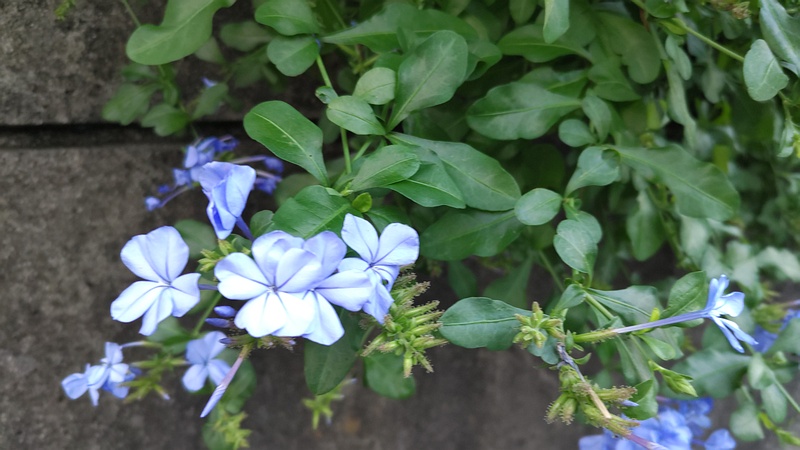 ルリマツリモドキの花 横浜市旭区東希望が丘