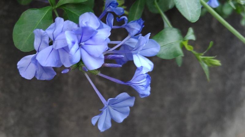 ルリマツリモドキの花 横浜市旭区東希望が丘