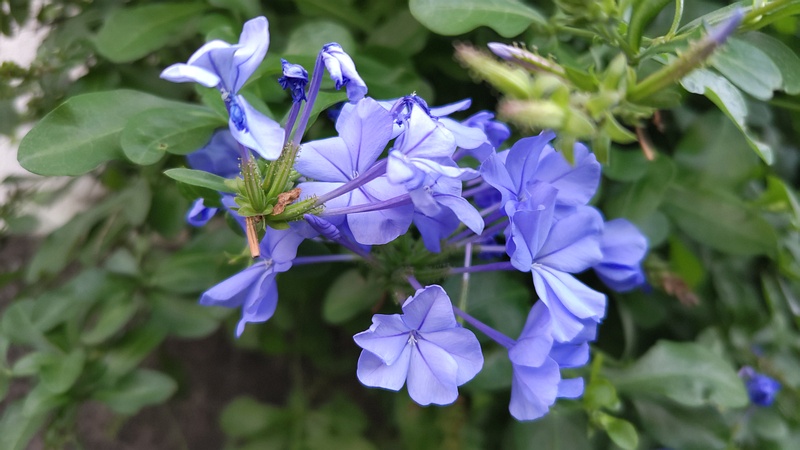 ルリマツリモドキの花 横浜市旭区東希望が丘