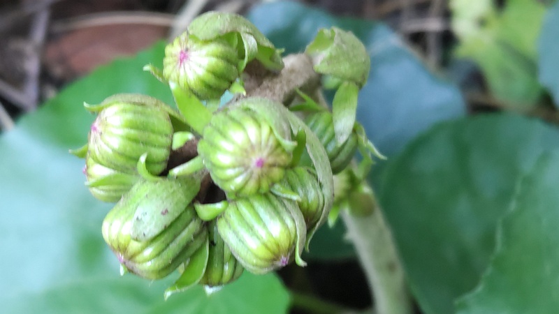 ツワブキの蕾 横浜市旭区中希望が丘