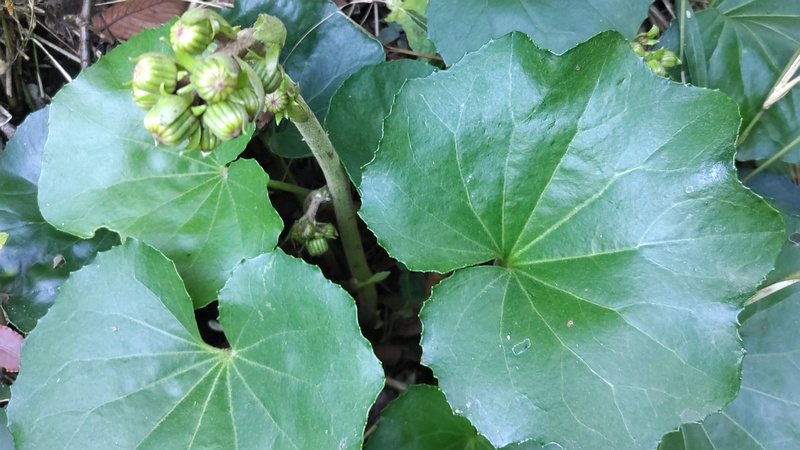 ツワブキの蕾 横浜市旭区中希望が丘