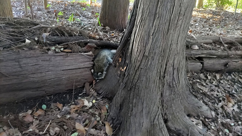 アライグマ 横浜市瀬谷区長屋門公園