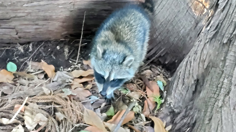 アライグマ 横浜市瀬谷区長屋門公園
