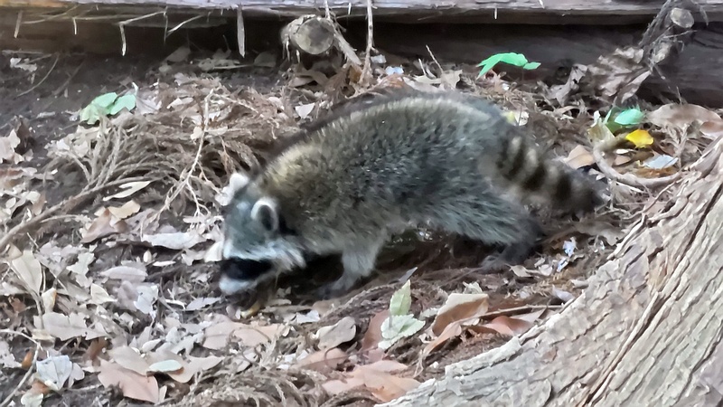 アライグマ 横浜市瀬谷区長屋門公園
