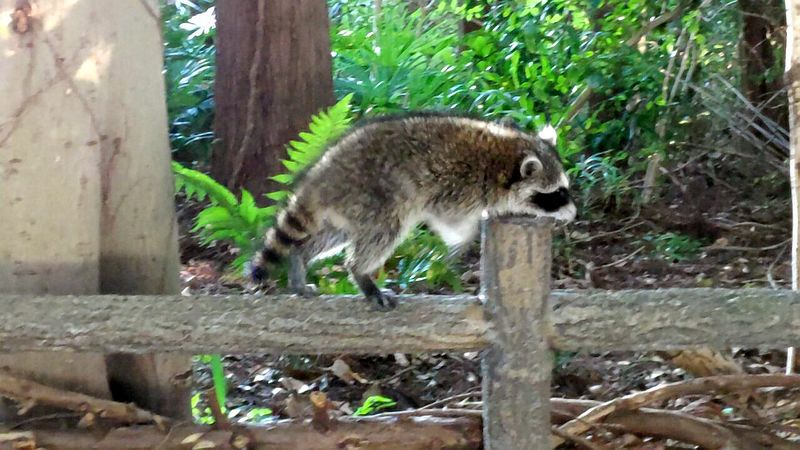 アライグマ 横浜市瀬谷区長屋門公園