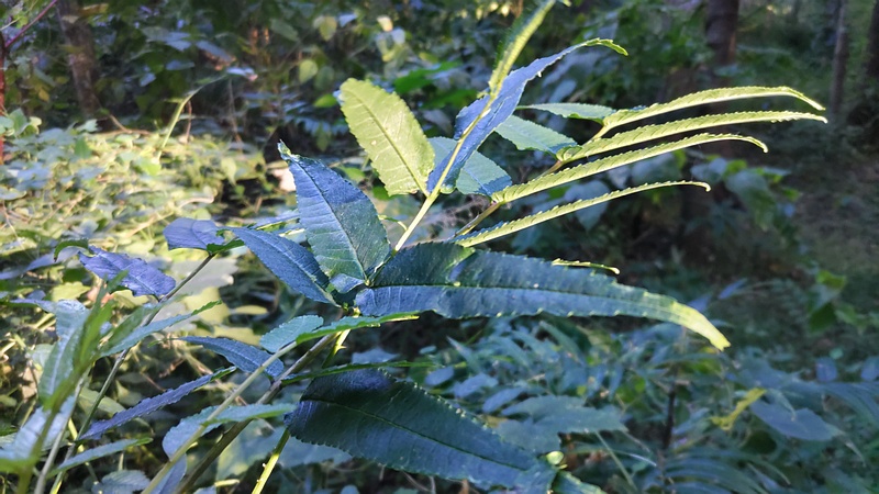 カラスザンショウ 横浜市瀬谷区長屋門公園