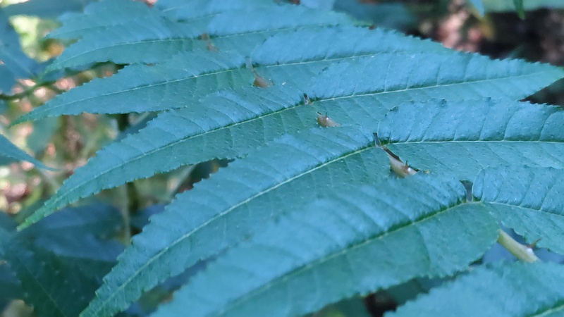 カラスザンショウ 横浜市瀬谷区長屋門公園