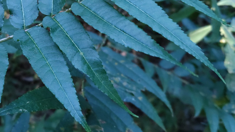 カラスザンショウ 横浜市瀬谷区長屋門公園