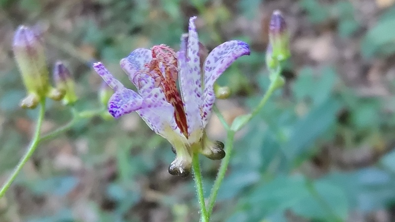 タイワンホトトギスの花 横浜市瀬谷区長屋門公園