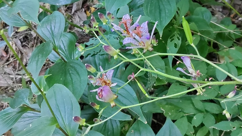 ヤマホトトギスの花