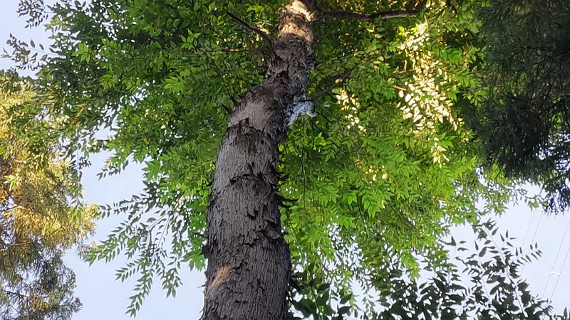 アサダ 横浜市瀬谷区長屋門公園