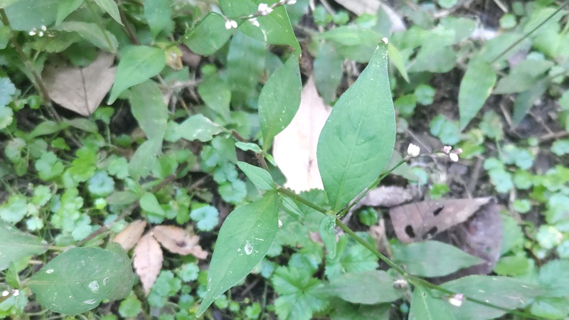 ハナタデの蕾 横浜市旭区希望が丘水の森公園