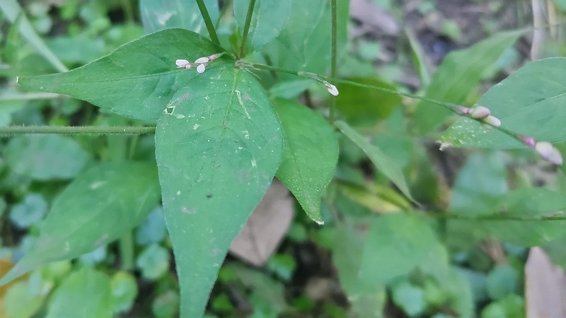 ハナタデの蕾 横浜市旭区希望が丘水の森公園