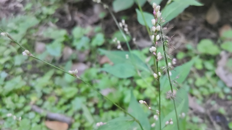 ハナタデの蕾 横浜市旭区希望が丘水の森公園