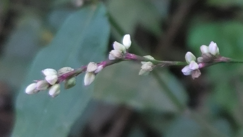 ハナタデの蕾 横浜市旭区希望が丘水の森公園