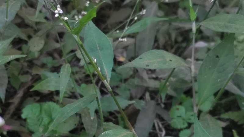 ハナタデの蕾 横浜市旭区希望が丘水の森公園