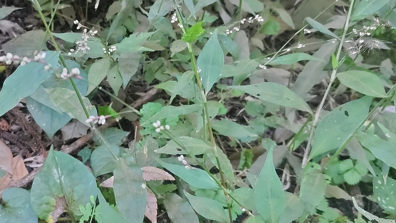 ハナタデの蕾 横浜市旭区希望が丘水の森公園