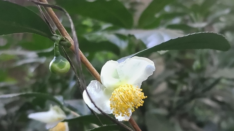 チャノキの花 横浜市旭区希望が丘水の森公園