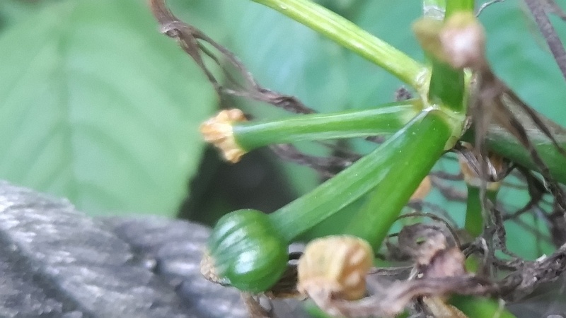 ヒガンバナの花後 横浜市旭区希望が丘水の森公園