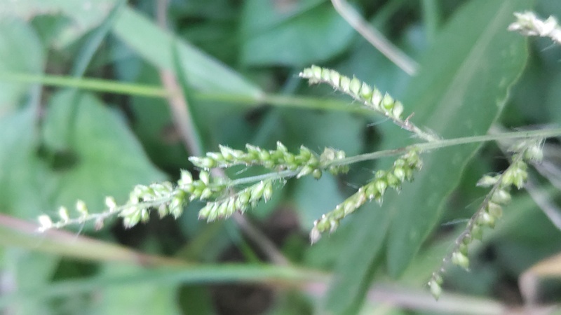 イヌビエ 横浜市旭区希望が丘水の森公園