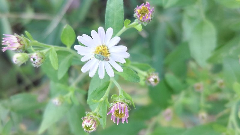 ノコンギクの花 横浜市旭区希望が丘水の森公園