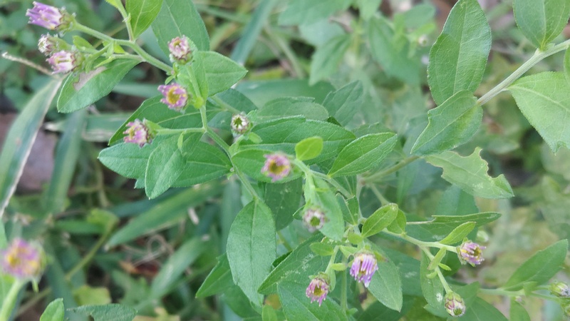 ノコンギクの花 横浜市旭区希望が丘水の森公園