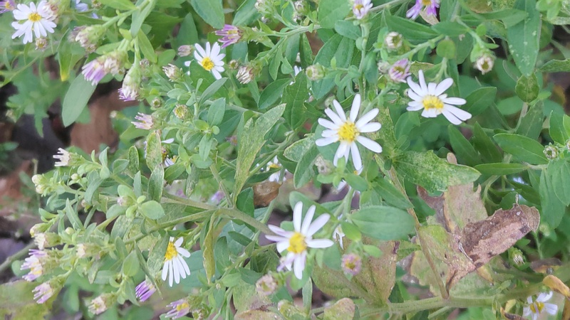 ノコンギクの花 横浜市旭区希望が丘水の森公園