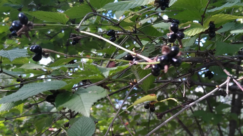 シロヤマブキの果実 川崎市幸区さいわいふるさと公園