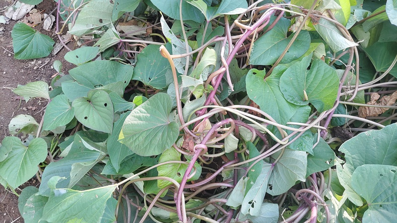 サツマイモ 川崎市幸区さいわいふるさと公園