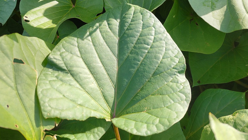 サツマイモ 川崎市幸区さいわいふるさと公園