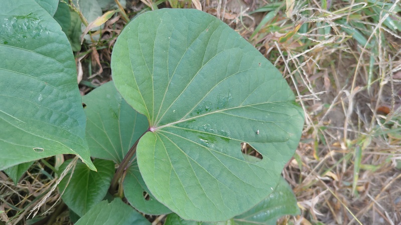 サツマイモ 川崎市幸区さいわいふるさと公園