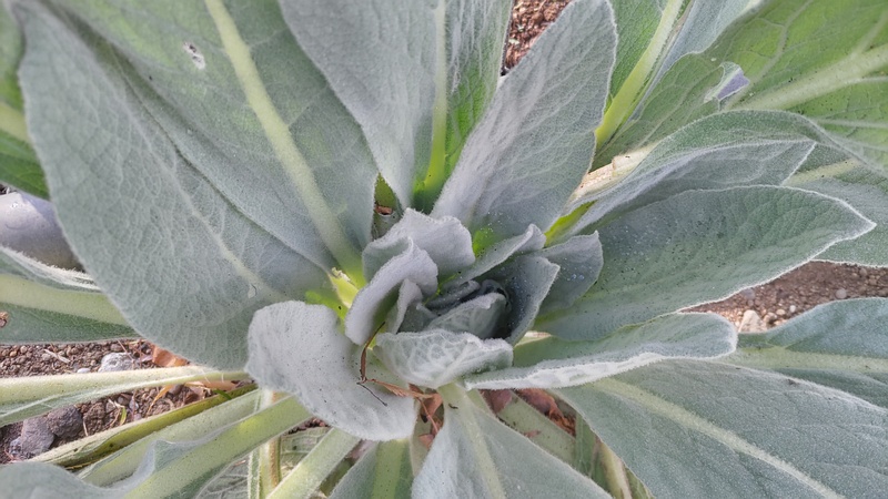 ビロードモウズイカ 川崎市幸区さいわいふるさと公園