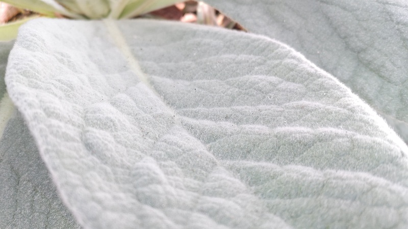 ビロードモウズイカ 川崎市幸区さいわいふるさと公園