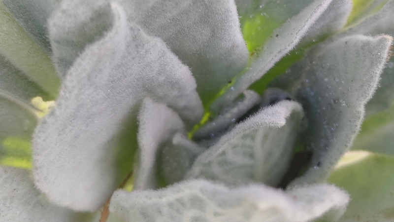 ビロードモウズイカ 川崎市幸区さいわいふるさと公園