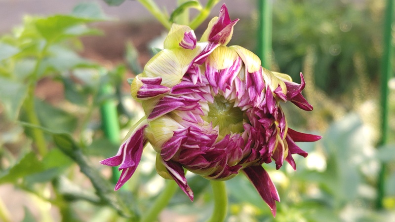 ダリアの花 川崎市幸区さいわいふるさと公園