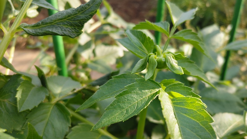 ダリアの蕾 川崎市幸区さいわいふるさと公園
