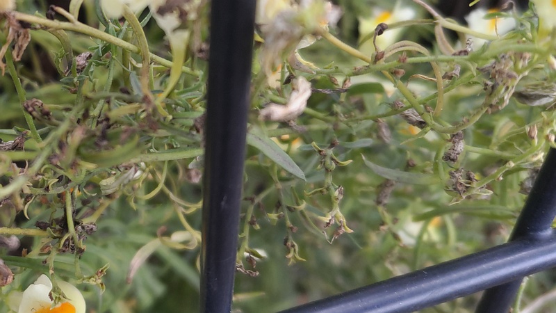 ホソバウンランの果実 川崎市幸区さいわいふるさと公園