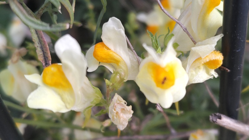 ホソバウンランの花後 川崎市幸区さいわいふるさと公園