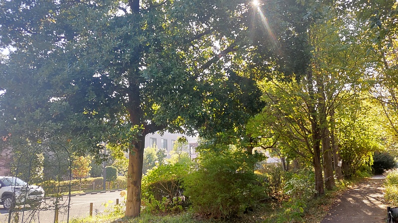 タブノキとカツラ 川崎市幸区さいわいふるさと公園