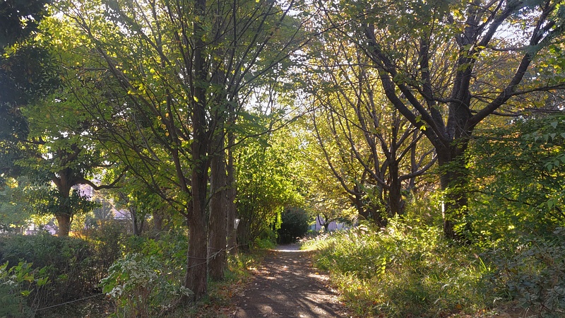 カツラとオオシマザクラ 川崎市幸区さいわいふるさと公園