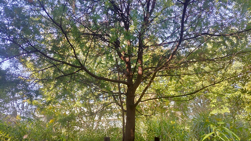 ギンヨウアカシア 川崎市幸区さいわいふるさと公園