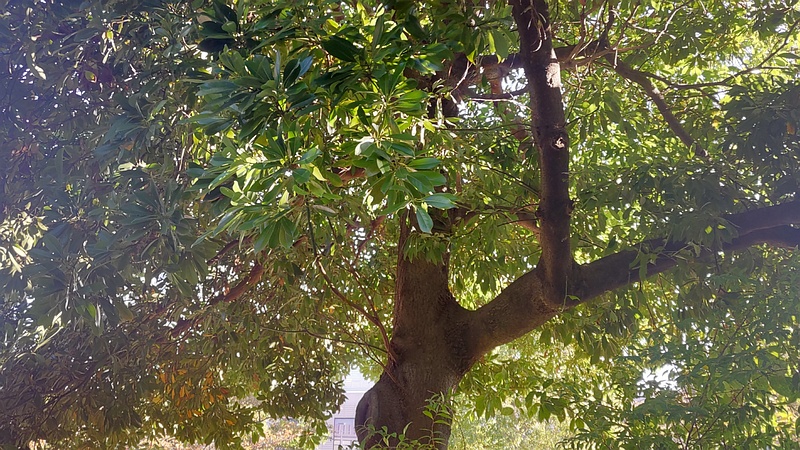 タブノキ 川崎市幸区さいわいふるさと公園