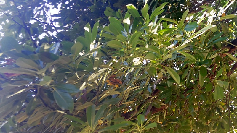 タブノキ 川崎市幸区さいわいふるさと公園