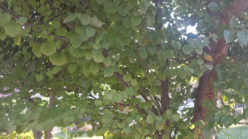 カツラ 川崎市幸区さいわいふるさと公園