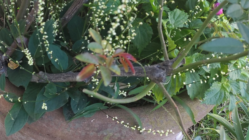 ギンミズヒキの果実 川崎市幸区さいわいふるさと公園